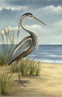 Shore Bird I Fine Art Print