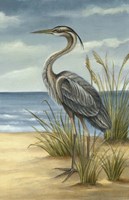Shore Bird II Fine Art Print