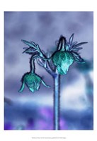 Love Flowers I Fine Art Print