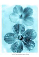 Forget Me Not Blue I Fine Art Print