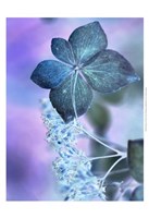 Dainty I Fine Art Print