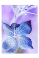 Dainty II Fine Art Print