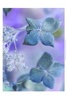 Dainty III Fine Art Print