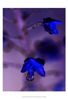 Morning Rain I Fine Art Print