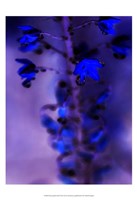 Morning Rain III Fine Art Print