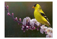Goldfinch Flowers by Chris Vest - 19" x 13", FulcrumGallery.com brand