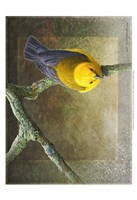 Prothonotary Fine Art Print