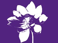 Lilly on Purple Fine Art Print