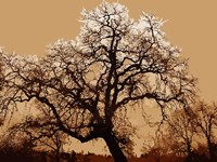Oak Tree on Tope Fine Art Print