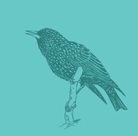 Starling Fine Art Print