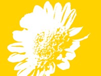 Yellow Mum Fine Art Print