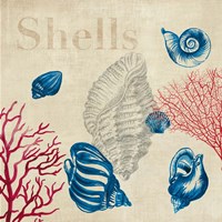 Shell Study Fine Art Print