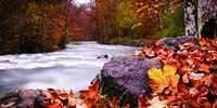 Autumn Flow Fine Art Print