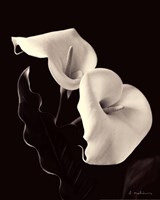 Botanical Elegance Calla IV Fine Art Print