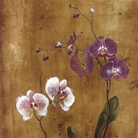 Orchid Bloom I Fine Art Print