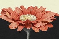 Apricot Flame I Fine Art Print