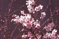 Spring Blossom - Purple Fine Art Print