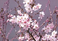 Spring Blossom - Pink Fine Art Print