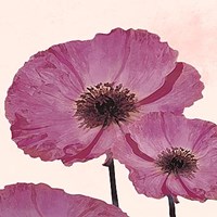 Dreams of Summer VI Fine Art Print