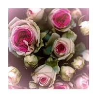 Roses Fine Art Print