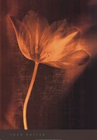 Bronze Tulip II Fine Art Print