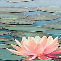 Lily Pool IV Fine Art Print