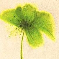 Floral Burst V Fine Art Print