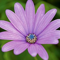 Fleur I Fine Art Print