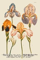 Iris Resplendant I Fine Art Print