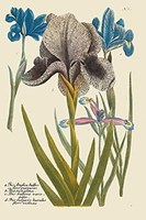 Iris Resplendant IV Fine Art Print