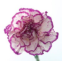Carnation Creation I Fine Art Print