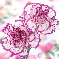Carnation Creation II Fine Art Print