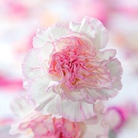 Carnation Creation III Fine Art Print