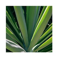 Botanicals VIII Fine Art Print