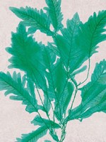 Emerald Sea III Fine Art Print