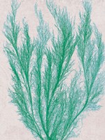 Emerald Sea IV Fine Art Print