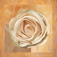 Warm Rose II Fine Art Print
