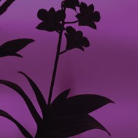 Exotica III Fine Art Print