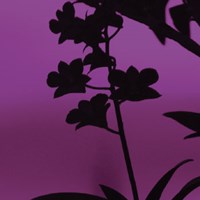 Exotica IV Fine Art Print