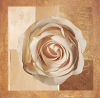 Warm Rose I Fine Art Print