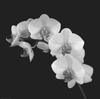 Orchid Illusion II Framed Print