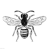 Bee Fine Art Print