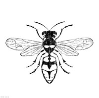 Wasp Fine Art Print
