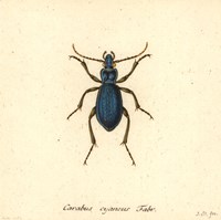 Carabus Cyaneus Fine Art Print