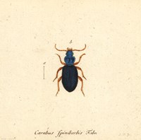Carabus Fpinibarbis Fine Art Print