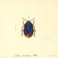 Cimex Oleraceus Fine Art Print
