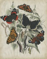 26" x 32" Butterfly Pictures