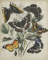 Butterfly Haven II Framed Print