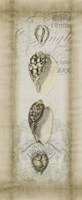 Cartouche & Shells I Framed Print