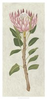 Non-Embellished Protea II Framed Print